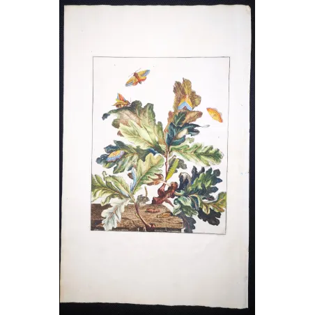 Antique Entomology Print – Jacob L’Admiral – Eyed Hawk-moth