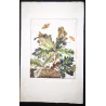 Eyed Hawk-moth (*Snerinthus ocelatus*) on Oak (*Quercus*) Hand-colored engraving by Jacob L'Admiral (1774)