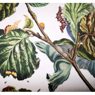 Antique Entomology Print – Jacob L’Admiral – Nut-tree Tussock