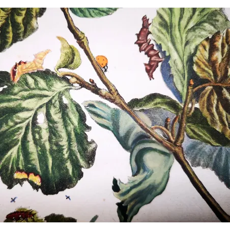 Antique Entomology Print – Jacob L’Admiral – Nut-tree Tussock