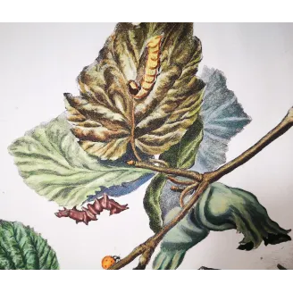 Antique Entomology Print – Jacob L’Admiral – Nut-tree Tussock