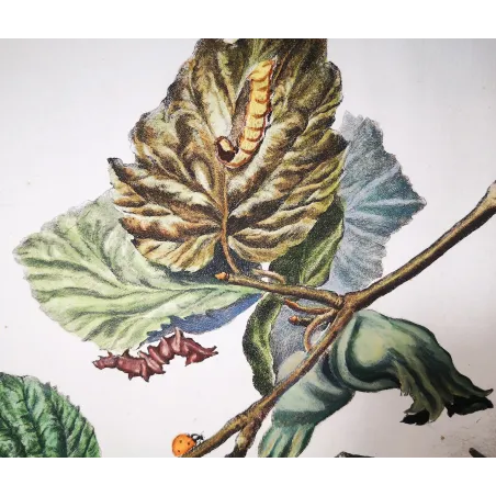 Antique Entomology Print – Jacob L’Admiral – Nut-tree Tussock