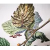 Nut-tree Tussock (*Colocasia coryli*) on Hazel (*Corylus Avellana*) Hand-colored engraving by Jacob L'Admiral (1774)