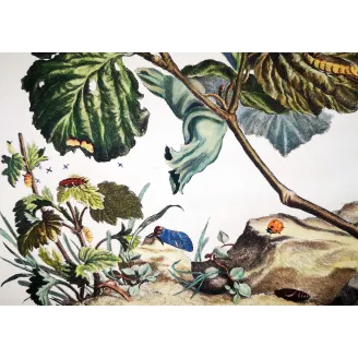 Antique Entomology Print – Jacob L’Admiral – Nut-tree Tussock
