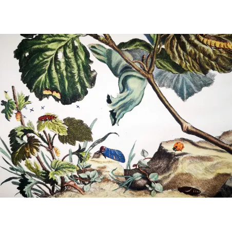 Antique Entomology Print – Jacob L’Admiral – Nut-tree Tussock