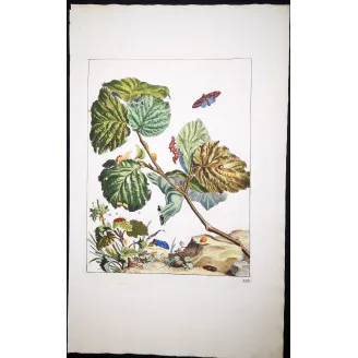 Antique Entomology Print – Jacob L’Admiral – Nut-tree Tussock