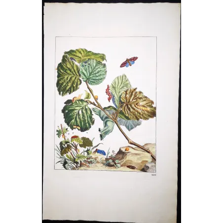 Antique Entomology Print – Jacob L’Admiral – Nut-tree Tussock
