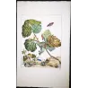Nut-tree Tussock (*Colocasia coryli*) on Hazel (*Corylus Avellana*) Hand-colored engraving by Jacob L'Admiral (1774)