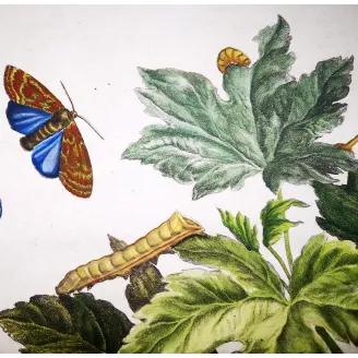 Antique Entomology Print – Jacob L’Admiral – Codling Moth