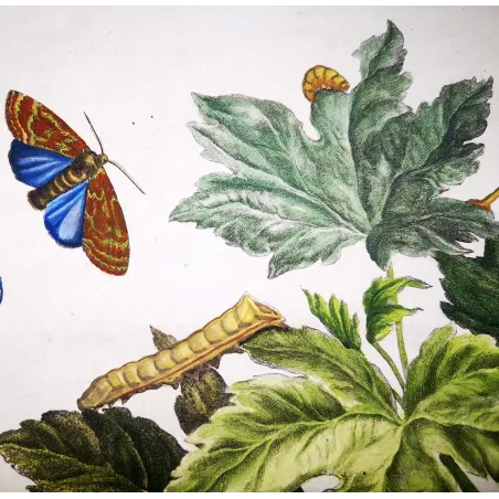 Antique Entomology Print – Jacob L’Admiral – Codling Moth