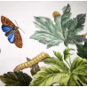 Codling Moth (*Cydia Pomonella*) ,Hand-colored engraving by Jacob L'Admiral (1774)