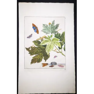 Antique Entomology Print – Jacob L’Admiral – Codling Moth