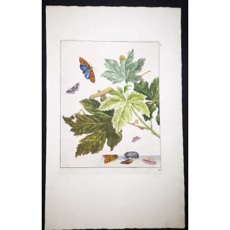 Antique Entomology Print – Jacob L’Admiral – Codling Moth