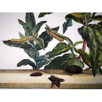 Antique Entomology Print – Jacob L’Admiral – Oenistis Moth