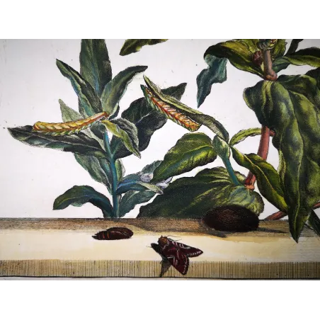 Antique Entomology Print – Jacob L’Admiral – Oenistis Moth