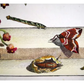Antique Entomology Print – Jacob L’Admiral – Phoenix Moth