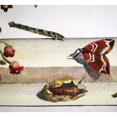 Antique Entomology Print – Jacob L’Admiral – Phoenix Moth
