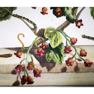 Antique Entomology Print – Jacob L’Admiral – Phoenix Moth