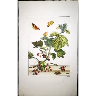 Antique Entomology Print – Jacob L’Admiral – Phoenix Moth