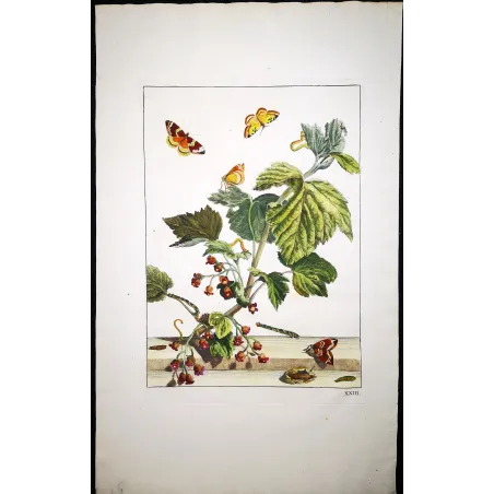 Antique Entomology Print – Jacob L’Admiral – Phoenix Moth