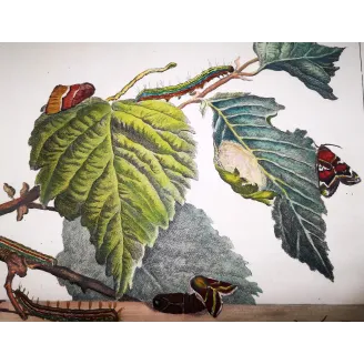 Antique Entomology Print – Jacob L’Admiral – Moth (unidentified species)