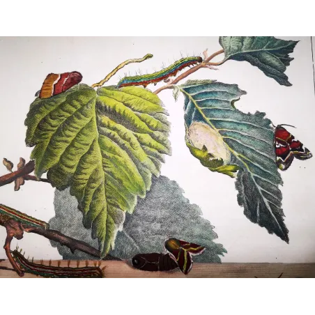 Antique Entomology Print – Jacob L’Admiral – Moth (unidentified species)