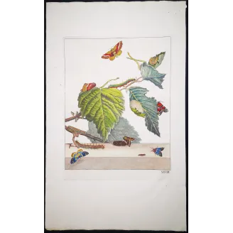 Antique Entomology Print – Jacob L’Admiral – Moth (unidentified species)