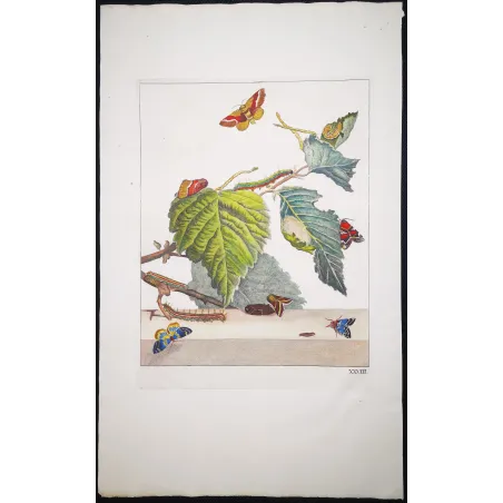 Antique Entomology Print – Jacob L’Admiral – Moth (unidentified species)
