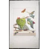 Moth (unidentified species) (*Heterocera*) Hand-colored engraving by Jacob L'Admiral (1774)