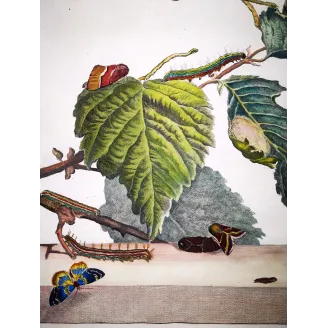 Antique Entomology Print – Jacob L’Admiral – Moth (unidentified species)