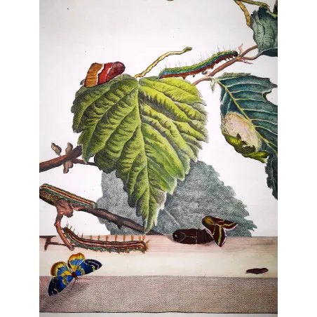 Antique Entomology Print – Jacob L’Admiral – Moth (unidentified species)