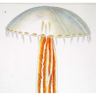 Antique Print by Pierre Antoine Prêtre – Moon Jellyfish (Aurelia crenulata)
