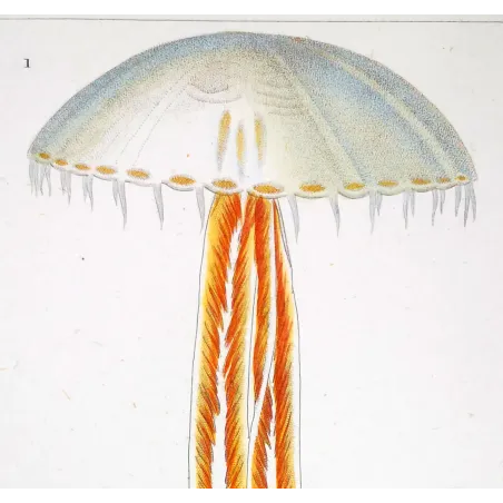Antique Print by Pierre Antoine Prêtre – Moon Jellyfish (Aurelia crenulata)