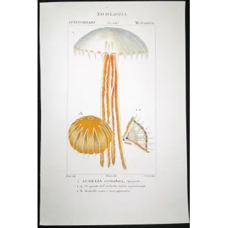 Antique Print by Pierre Antoine Prêtre – Moon Jellyfish (Aurelia crenulata)