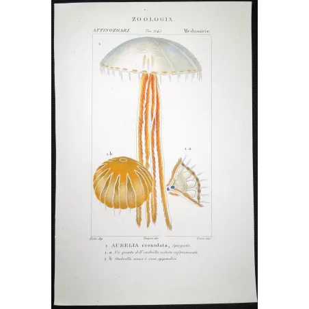 Antique Print by Pierre Antoine Prêtre – Moon Jellyfish (Aurelia crenulata)