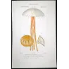 Moon Jellyfish (*Aurelia crenulata*) Elegant Jellyfish Anatomy Pretre (c1835)