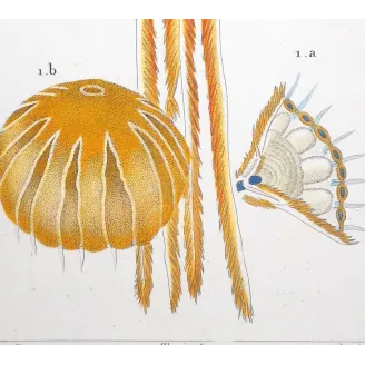 Antique Print by Pierre Antoine Prêtre – Moon Jellyfish (Aurelia crenulata)