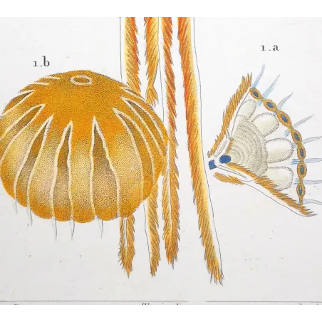 Antique Print by Pierre Antoine Prêtre – Moon Jellyfish (Aurelia crenulata)