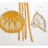 Moon Jellyfish (*Aurelia crenulata*) Elegant Jellyfish Anatomy Pretre (c1835)
