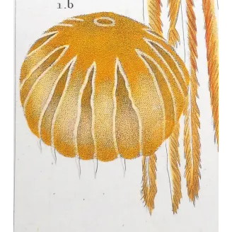 Antique Print by Pierre Antoine Prêtre – Moon Jellyfish (Aurelia crenulata)