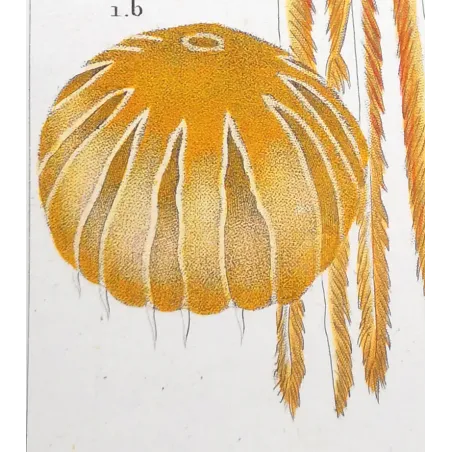 Antique Print by Pierre Antoine Prêtre – Moon Jellyfish (Aurelia crenulata)