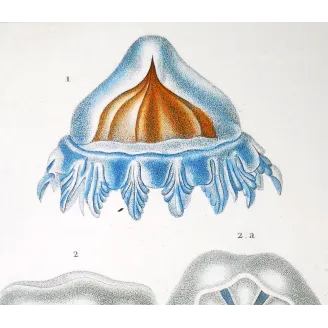 Antique Print by Pierre Antoine Prêtre – Cube Jellyfish (Carybdea)
