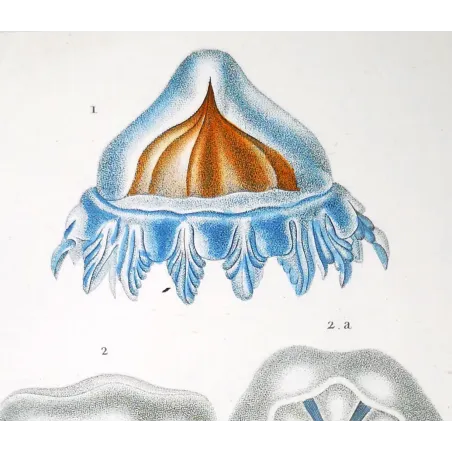 Antique Print by Pierre Antoine Prêtre – Cube Jellyfish (Carybdea)