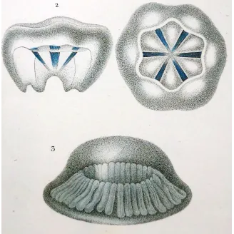 Antique Print by Pierre Antoine Prêtre – Cube Jellyfish (Carybdea)