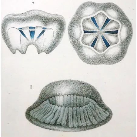 Antique Print by Pierre Antoine Prêtre – Cube Jellyfish (Carybdea)