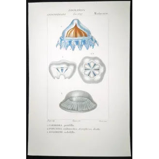 Antique Print by Pierre Antoine Prêtre – Cube Jellyfish (Carybdea)