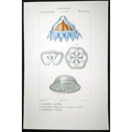 Antique Print by Pierre Antoine Prêtre – Cube Jellyfish (Carybdea)