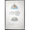 Cube Jellyfish (*Carybdea*), Forcinia & Eulimene (Jellyfish Study) Pretre (c1835)
