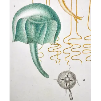 Antique Marine Engraving – Pierre Antoine Prêtre – Naked-eye Medusa