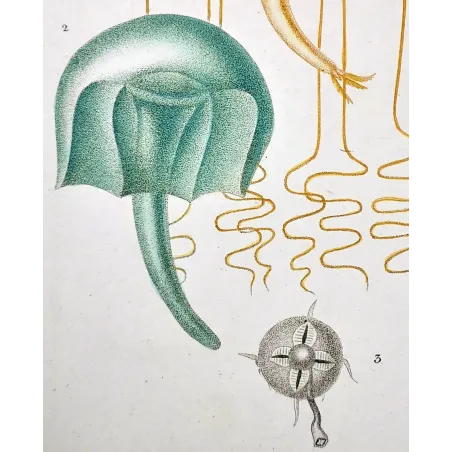 Antique Marine Engraving – Pierre Antoine Prêtre – Naked-eye Medusa